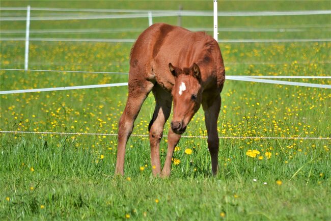 Quarter Horse Dunkelfuchs-Stutfohlen sucht ihren Herzensmenschen, Sonja, Horses For Sale, Thalgau