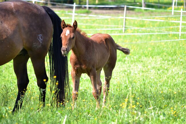 Quarter Horse Dunkelfuchs-Stutfohlen sucht ihren Herzensmenschen, Sonja, Horses For Sale, Thalgau, Image 7