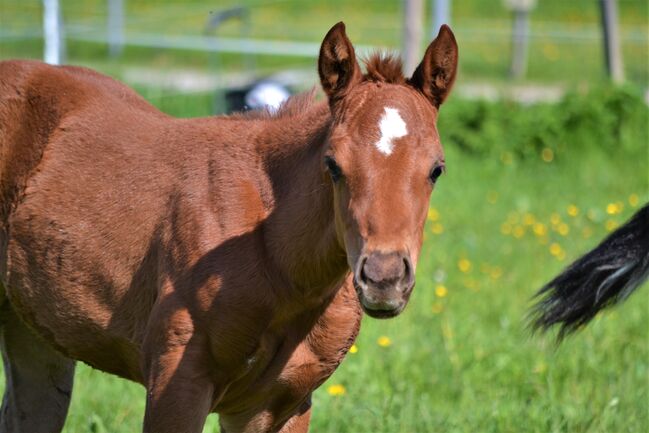 Quarter Horse Dunkelfuchs-Stutfohlen sucht ihren Herzensmenschen, Sonja, Pferd kaufen, Thalgau, Abbildung 4