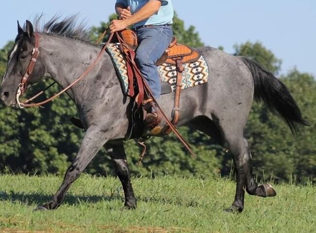 Quarter Horse For Sale, Heritage Quarter Horses Ranch, Pferd kaufen, Los Angeles