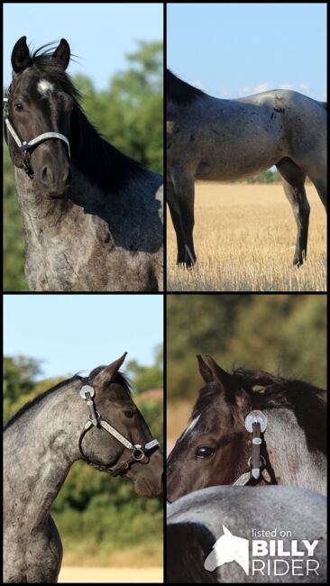 Quarter Horse Wallach Fips, Franziska Kittl, Horses For Sale, Thalgau, Image 6