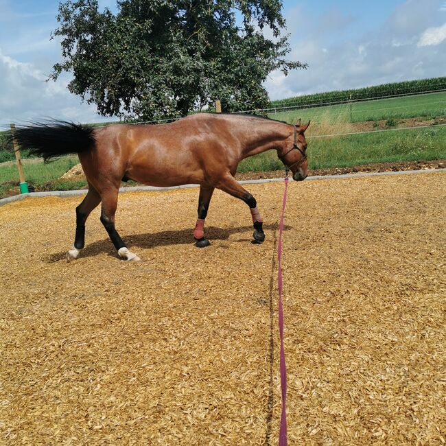 Quarter Horse Wallach, Stefanie Sudar, Horses For Sale, Bachhagel 