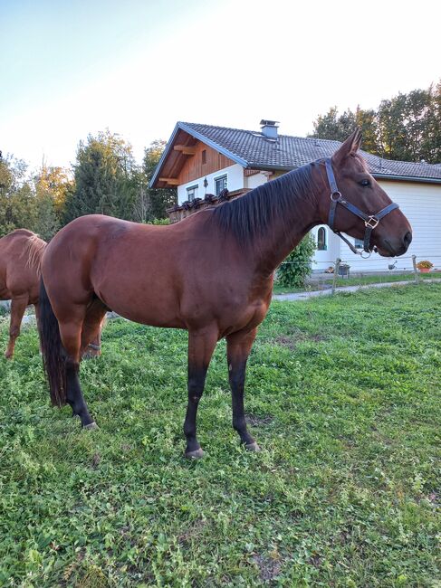 Quarter Horse Wallach, Sandra E., Konie na sprzedaż, Ostermiething , Image 3