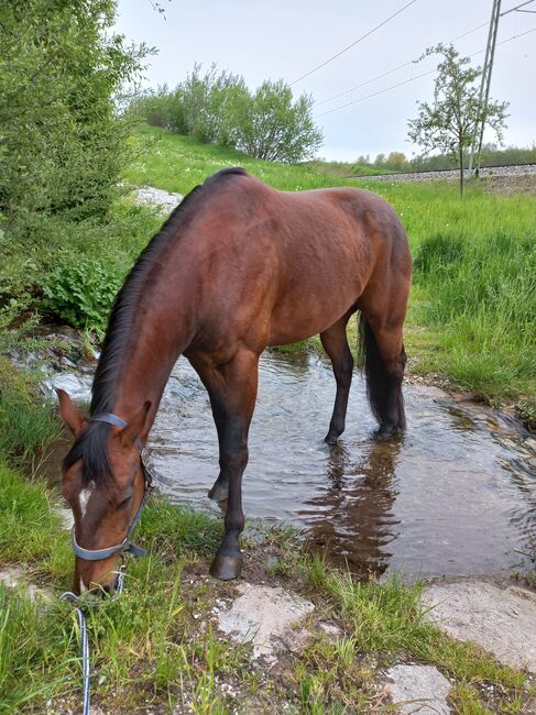 Quarter Horse Wallach, Sandra E., Konie na sprzedaż, Ostermiething , Image 10