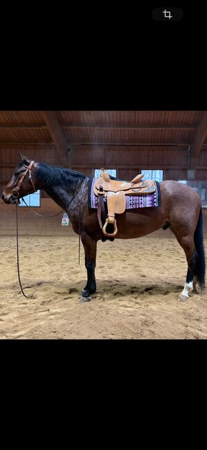 Quarter Horse Wallach, Stefanie Sudar, Konie na sprzedaż, Bachhagel 