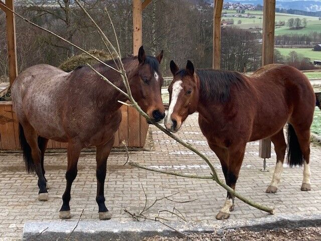 Im Stocktyp stehender Quarter Horse Wallach, Kerstin Rehbehn (Pferdemarketing Ost), Horses For Sale, Nienburg, Image 5