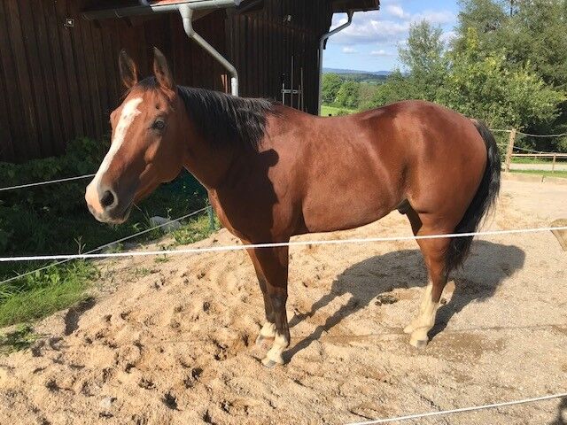 Im Stocktyp stehender Quarter Horse Wallach, Kerstin Rehbehn (Pferdemarketing Ost), Horses For Sale, Nienburg, Image 6