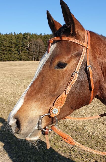 Im Stocktyp stehender Quarter Horse Wallach, Kerstin Rehbehn (Pferdemarketing Ost), Horses For Sale, Nienburg, Image 9