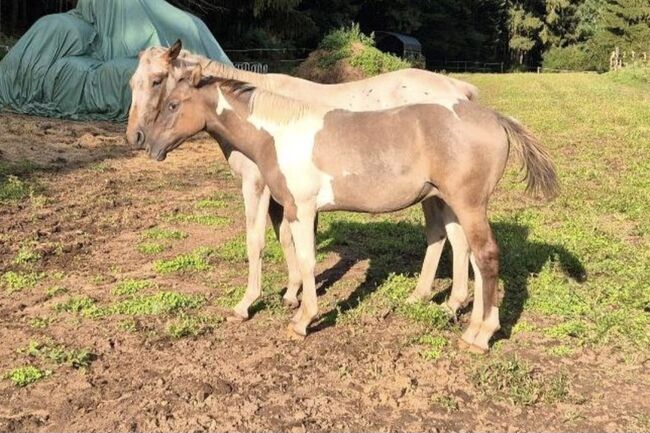 Quarter Horse Hengst – 8 Monate – typvoller Nachwuchs, Isabell, Pferd kaufen, Heltersberg, Abbildung 3