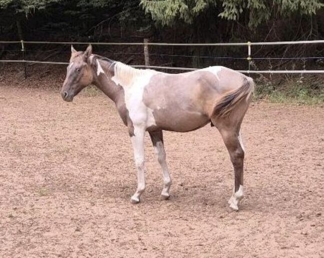 Quarter Horse Hengst – 8 Monate – typvoller Nachwuchs, Isabell, Pferd kaufen, Heltersberg, Abbildung 5