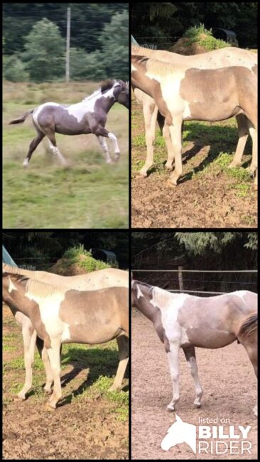 Quarter Horse Hengst – 8 Monate – typvoller Nachwuchs, Isabell, Pferd kaufen, Heltersberg, Abbildung 7