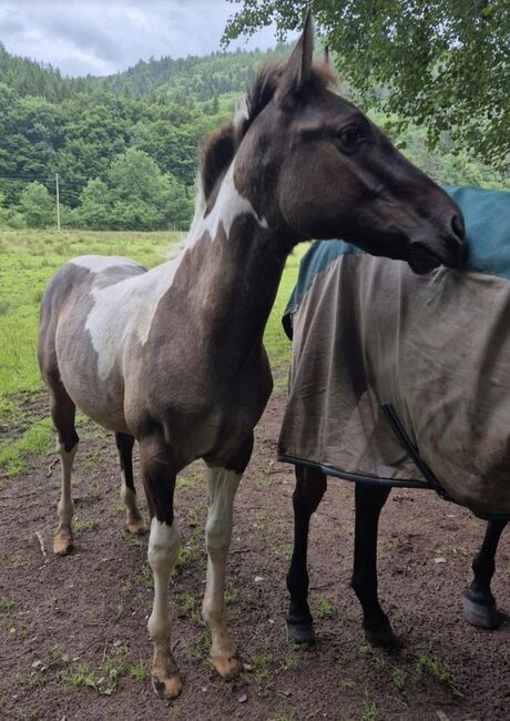 Quarter Horse Hengst – 8 Monate – typvoller Nachwuchs, Isabell, Pferd kaufen, Heltersberg, Abbildung 2
