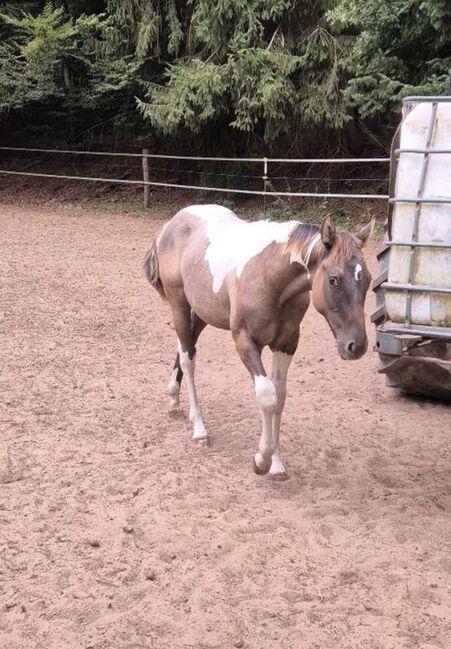 Quarter Horse Hengst – 8 Monate – typvoller Nachwuchs, Isabell, Pferd kaufen, Heltersberg, Abbildung 4