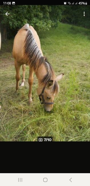 Quarter Horse Hengst, Aileen , Horses For Sale, Kyffhäuserland, Image 3