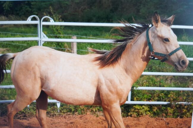 Quarter Horse Hengst, Aileen , Horses For Sale, Kyffhäuserland, Image 2