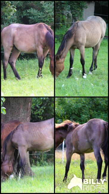 Quarter Horse  Hengst,    jährling in Bay Roan, Wolfgang Künkel, Pferd kaufen, Preuß. Oldendorf, Abbildung 9
