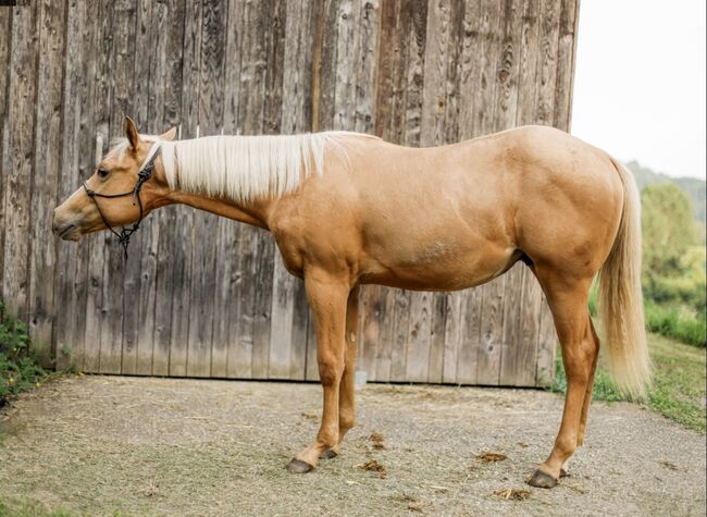 Quarter Horse Hengst, Belinda Kirnbauer, Pferd kaufen, Heiligenkreuz im Lafnitztal, Abbildung 2