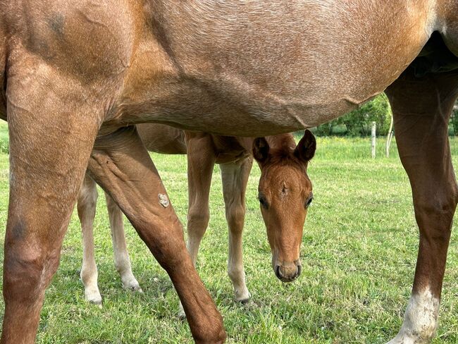 Quarter Horse Hengst, Diana, Pferd kaufen, Klötze, Abbildung 5