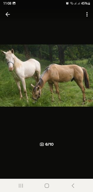 Quarter Horse Hengst, Aileen , Pferd kaufen, Kyffhäuserland, Abbildung 6