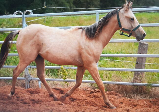 Quarter Horse Hengst, Aileen , Pferd kaufen, Kyffhäuserland, Abbildung 3