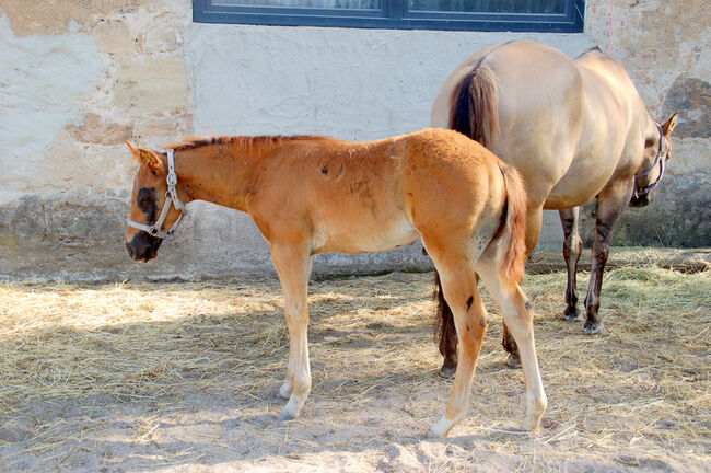 Quarter Horse Hengstabsetzer, Elmar Bayer, Horses For Sale, Kemnath, Image 4