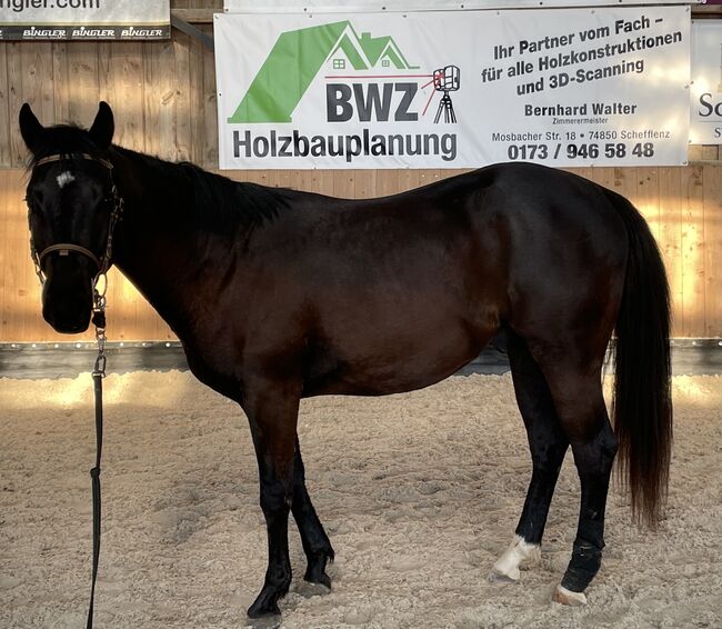 Quarter Horse Hengst/Wallach, Andrea, Pferd kaufen, Schefflenz, Abbildung 7