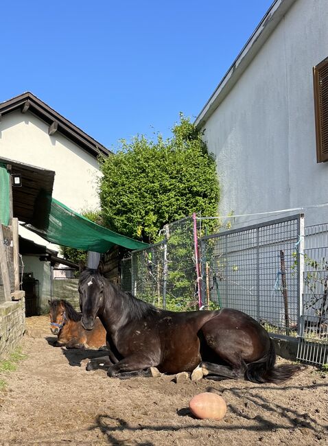 Quarter Horse Hengst/Wallach, Andrea, Pferd kaufen, Schefflenz, Abbildung 4