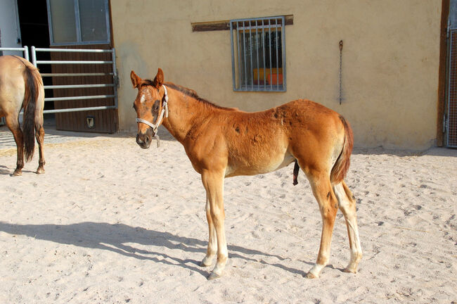 Quarter Horse Hengstabsetzer, Elmar Bayer, Pferd kaufen, Kemnath, Abbildung 2