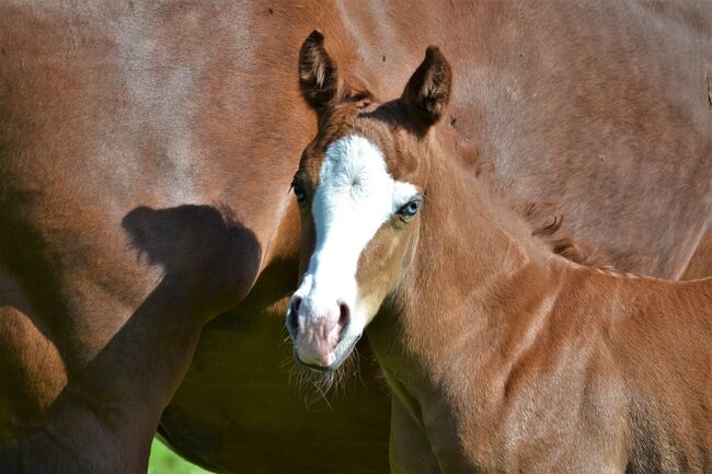 Quarter Horse Hengstfohlen in Traumoptik mit blauen Augen, Sonja, Pferd kaufen, Thalgau