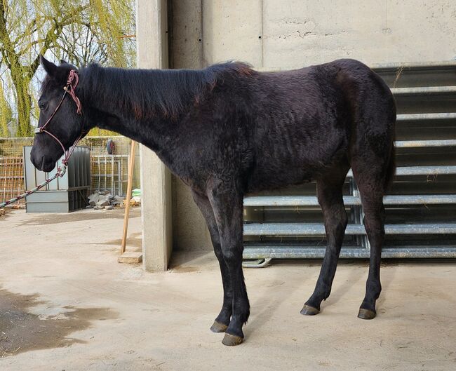 Quarter Horse Hengstjährling mit außergewöhnlicher Abstammung, Kerstin Rehbehn (Pferdemarketing Ost), Pferd kaufen, Nienburg