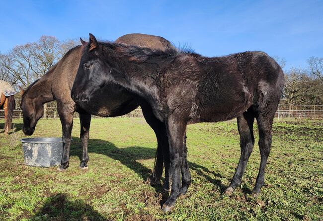 Quarter Horse Hengstjährling mit außergewöhnlicher Abstammung, Kerstin Rehbehn (Pferdemarketing Ost), Pferd kaufen, Nienburg