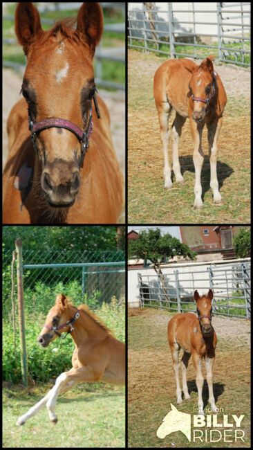 Quarter Horse Hengstabsetzer, Elmar Bayer, Horses For Sale, Kemnath, Image 5