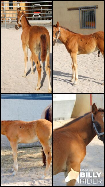 Quarter Horse Hengstabsetzer, Elmar Bayer, Horses For Sale, Kemnath, Image 5