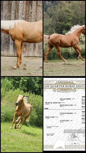 Quarter Horse Hengst, Belinda Kirnbauer, Horses For Sale, Heiligenkreuz im Lafnitztal, Image 5