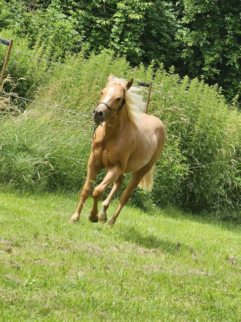 Quarter Horse Hengst, Belinda Kirnbauer, Horses For Sale, Heiligenkreuz im Lafnitztal, Image 3