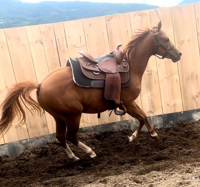 Quarter Horse Hengst, Cavallo, Horses For Sale, Ruden, Image 7