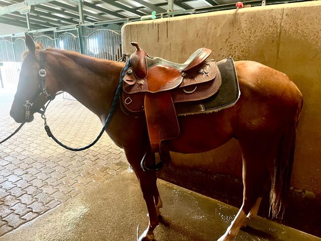 Quarter Horse Hengst, Cavallo, Horses For Sale, Ruden, Image 6