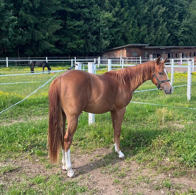 Quarter Horse Hengst, Cavallo, Horses For Sale, Ruden, Image 2