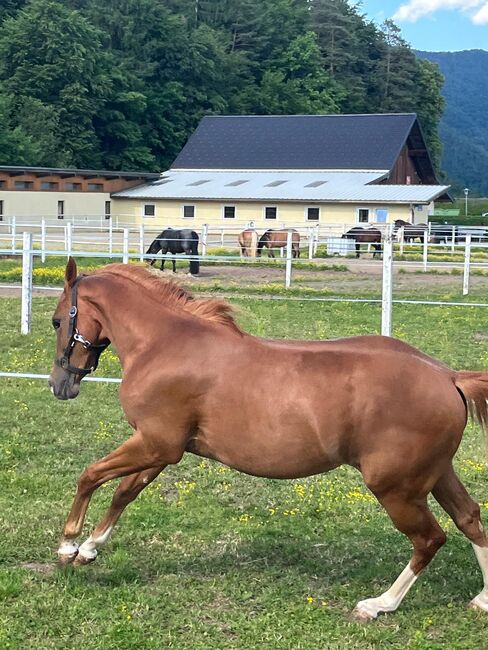 Quarter Horse Hengst, Cavallo, Horses For Sale, Ruden, Image 4