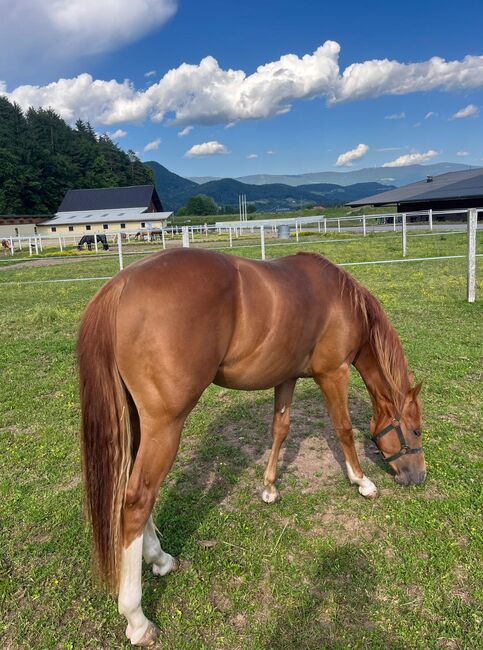 Quarter Horse Hengst, Cavallo, Horses For Sale, Ruden, Image 3
