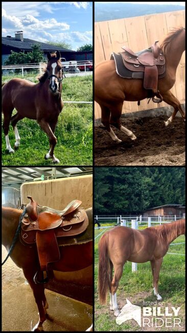 Quarter Horse Hengst, Cavallo, Horses For Sale, Ruden, Image 9