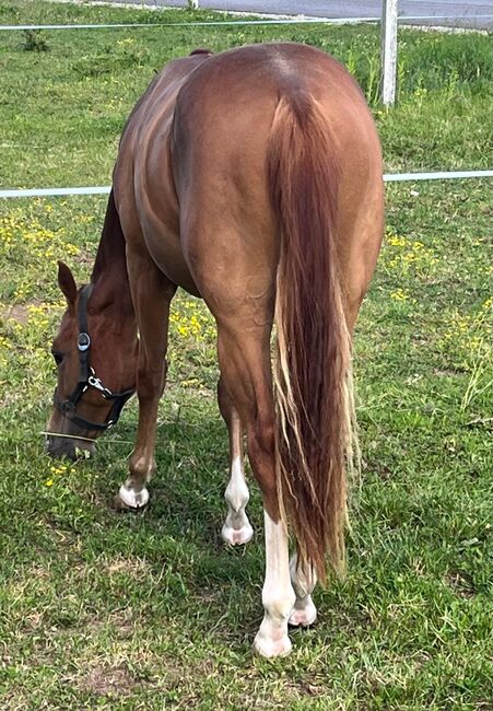 Quarter Horse Hengst, Cavallo, Horses For Sale, Ruden, Image 8