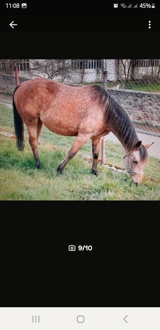 Quarter Horse Hengst, Aileen , Horses For Sale, Kyffhäuserland, Image 5