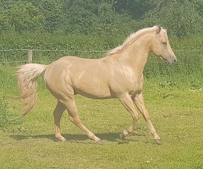 Quarter Horse Hengst, Aileen , Horses For Sale, Kyffhäuserland, Image 6