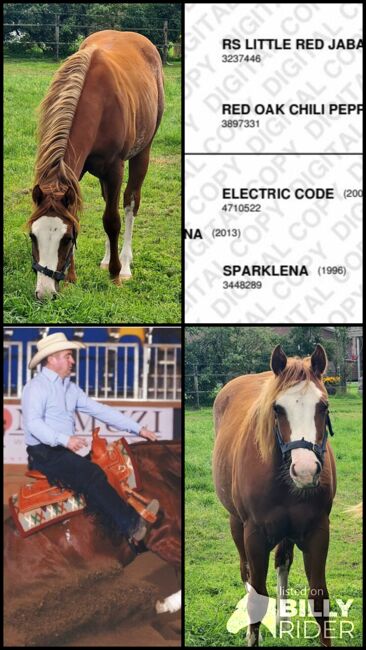 Quarter Horse Hengst ** Jaba Oak/Electric Code **, Ilse , Horses For Sale, Markelo, Image 7