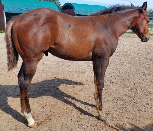 nervenstarker Quarter Horse Hengst von Born To Be Blazing, Kerstin Rehbehn (Pferdemarketing Ost), Horses For Sale, Nienburg, Image 2