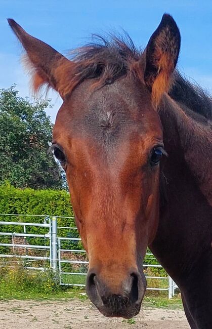 nervenstarker Quarter Horse Hengst von Born To Be Blazing, Kerstin Rehbehn (Pferdemarketing Ost), Horses For Sale, Nienburg, Image 4