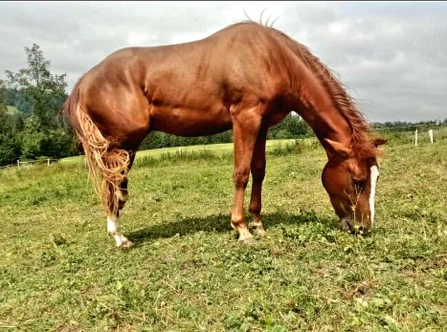 Quarter horse Hengst fast 3 jährig, Jacqueline , Horses For Sale, Sulzberg 