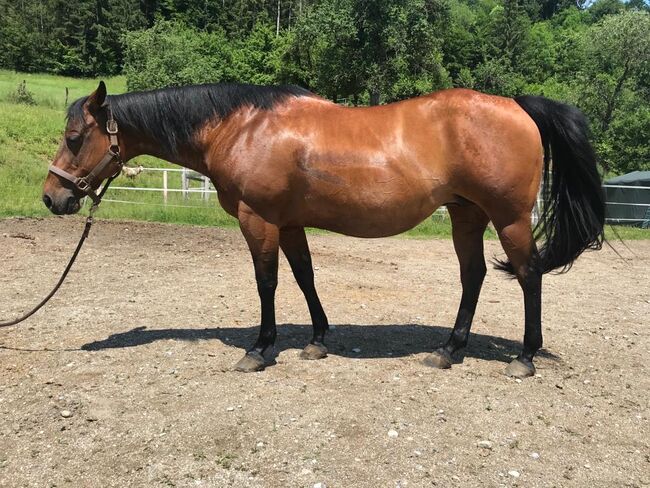 Quarter Horse, Christina Gerdej, Horses For Sale, St.Stefan