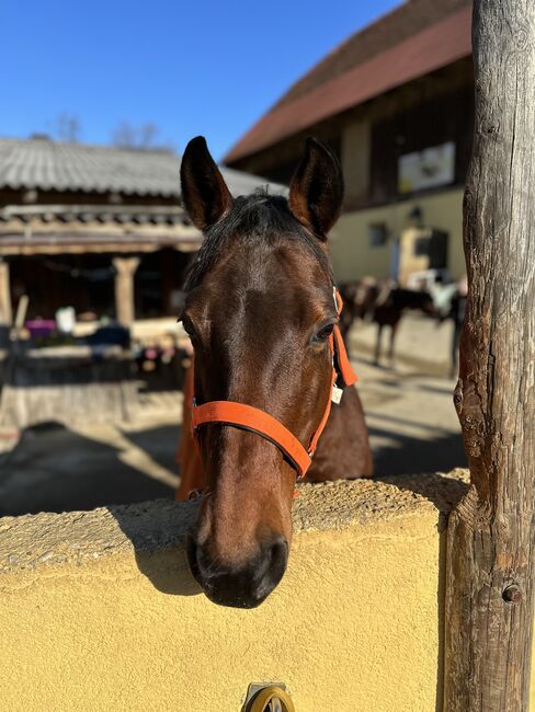 Quarter Horse, Christina Gerdej, Horses For Sale, St.Stefan, Image 2